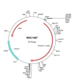 R&D Systems&trade;&nbsp;Human FoxO1/FKHR (NP_002006) VersaClone cDNA