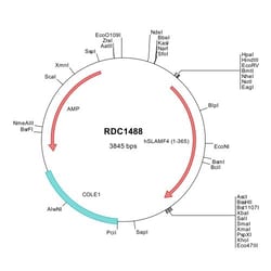 R&D Systems™ Human 2B4/CD244/SLAMF4 (NP_057466) VersaClone cDNA