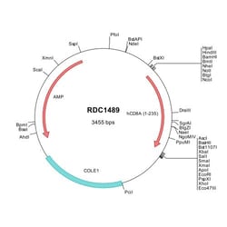 R&D Systems&trade;&nbsp;Human CD8 alpha (NP_001759) VersaClone cDNA