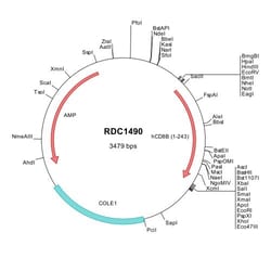 R&D Systems™ Human CD8 beta (NP_757362) VersaClone cDNA