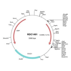 R&D Systems&trade;&nbsp;Human CD8 beta (NP_004922) VersaClone cDNA