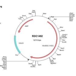 R&D Systems&trade;&nbsp;Human SUSD2 (NP_062547) VersaClone cDNA