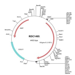 R&D Systems&trade;&nbsp;Human Siglec-5 (NP_003821) VersaClone cDNA