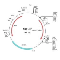 R&D Systems&trade;&nbsp;Mouse Dectin-1/CLEC7A (AAF72710) VersaClone cDNA