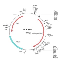 R&D Systems&trade;&nbsp;Human Siglec-7/CD328 (NP_055200) VersaClone cDNA