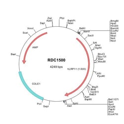 R&D Systems™ Human LRP-11 (NP_116221) VersaClone cDNA