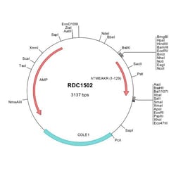 R&D Systems&trade;&nbsp;Human TWEAK R/TNFRSF12 (NP_057723) VersaClone cDNA