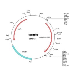 R&D Systems&trade;&nbsp;Human IGFLR1 (NP_078936) VersaClone cDNA