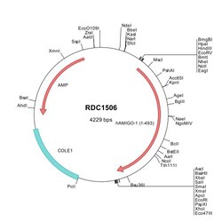 R D Systems Human AMIGO (NP_065754) VersaClone cDNA 10 &mu;g | Buy Online | R&amp;D Systems&trade; | Fisher Scientific