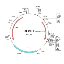 R&D Systems&trade;&nbsp;Human NKp30/NCR3 (NP_667341) VersaClone cDNA