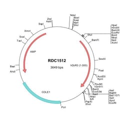 R&D Systems&trade;&nbsp;Human DcR3/TNFRSF6B (NP_003814) VersaClone cDNA