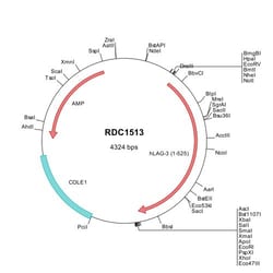 R&D Systems&trade;&nbsp;Human LAG-3 (NP_002277) VersaClone cDNA
