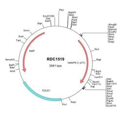 R&D Systems™ Human CD-M6PR (NP_002346) VersaClone cDNA