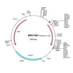 R&D Systems&trade;&nbsp;Human CD300e/LMIR6 (NP_852114) VersaClone cDNA