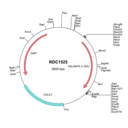 R&D Systems™ Human BLAME/SLAMF8 (NP_064510) VersaClone cDNA