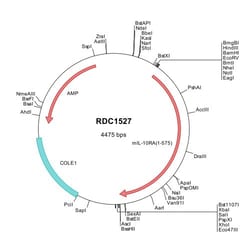 R&D Systems&trade;&nbsp;Mouse IL-10 R alpha (NP_032374) VersaClone cDNA