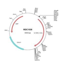 R&D Systems&trade;&nbsp;Human Lymphotoxin beta R/TNFRSF3 (NP_002333) VersaClone cDNA
