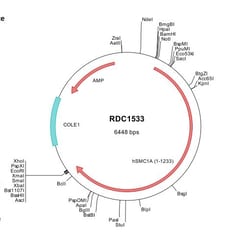 R&D Systems™ Human SMC1 (NP_006297) VersaClone cDNA