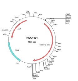 R&D Systems&trade;&nbsp;Human CD30/TNFRSF8 (NP_001234) VersaClone cDNA
