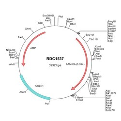 R&D Systems&trade;&nbsp;Human AMICA/JAML (NP_001091996) VersaClone cDNA