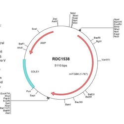 R&D Systems™ Mouse Integrin beta 6 (NP_067334) VersaClone cDNA