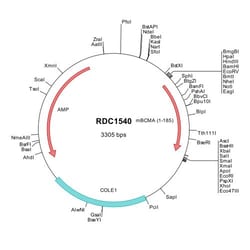 R&D Systems™ Mouse BCMA/TNFRSF17 (NP_035738) VersaClone cDNA