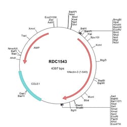 R D Systems Human Nectin-3 (NP_056295) VersaClone cDNA 10 &mu;g | Buy Online | R&amp;D Systems&trade; | Fisher Scientific