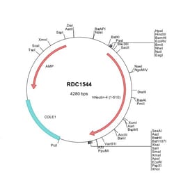 R&D Systems™ Human Nectin-4 (NP_112178) VersaClone cDNA