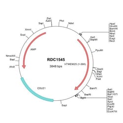 R&D Systems&trade;&nbsp;Human TMEM25 (NP_116169) VersaClone cDNA
