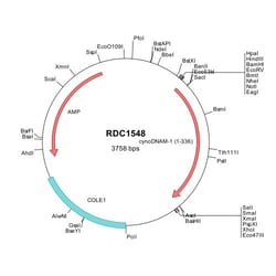 R&D Systems™ Cynomolgus Monkey DNAM-1/CD226 (XP_005586537) cDNA