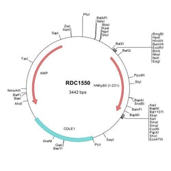 R&D Systems&trade;&nbsp;Human NKp80/KLRF1 (NP_057607) VersaClone cDNA