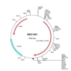 R&D Systems&trade;&nbsp;Mouse IL-22 R alpha 1 (NP_839988) VersaClone cDNA