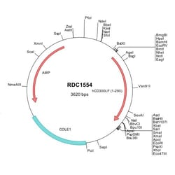 R&D Systems&trade;&nbsp;Human CD300f/LMIR3 (NP_620587) VersaClone cDNA