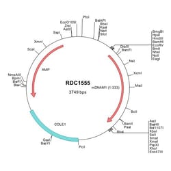 R&D Systems&trade;&nbsp;Mouse DNAM-1/CD226 (NP_848802) VersaClone cDNA