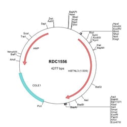 R&D Systems™ Mouse BTNL3 (NP_001104564) VersaClone cDNA