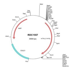 R&D Systems™ Mouse TROY/TNFRSF19 (NP_038897) VersaClone cDNA