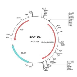 R&D Systems&trade;&nbsp;Human Siglec-9 (NP_055256) VersaClone cDNA