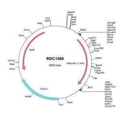 R&D Systems™ Human NKp46/NCR1 (NP_004820) VersaClone cDNA