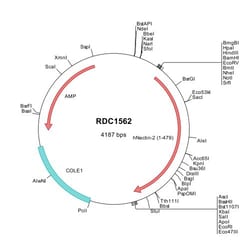 R&D Systems™ Human Nectin-2/CD112 (NP_002847) VersaClone cDNA