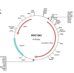 R&D Systems&trade;&nbsp;Mouse LILRA6/CD85b (NP_035220) VersaClone cDNA