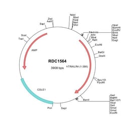 R&D Systems&trade;&nbsp;Human TRAILR4/TNFRSF10D (NP_003831) VersaClone cDNA