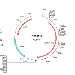 R&D Systems&trade;&nbsp;Human MAG/Siglec-4a (NP_002352) VersaClone cDNA