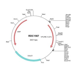 R&D Systems&trade;&nbsp;Human PILR-beta (NP_839956) VersaClone cDNA