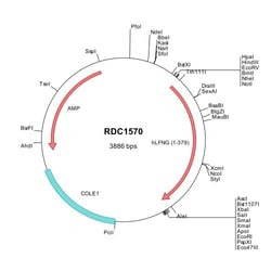 R&D Systems&trade;&nbsp;Human Lunatic Fringe/LFNG (NP_001035257) VersaClone cDNA
