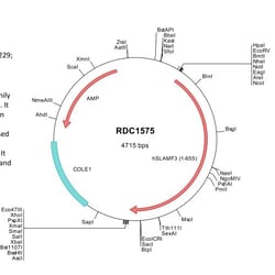 R&D Systems™ Human CD229/SLAMF3 (NP_002339) VersaClone cDNA