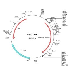 R&D Systems&trade;&nbsp;Human IGSF4C/SynCAM4 (NP_660339) VersaClone cDNA