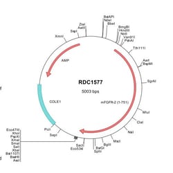 R&D Systems™ Mouse FGFR2 (XP_006507418) VersaClone cDNA