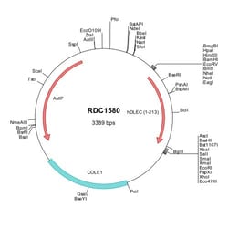 R D Systems Human DLEC/CLEC4C/BDCA-2 (NP_569708) VersaClone cDNA 10 &mu;g | Buy Online | R&amp;D Systems&trade; | Fisher Scientific
