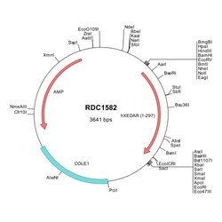 R&D Systems&trade;&nbsp;Human EDA2R/TNFRSF27/XEDAR (NP_068555) VersaClone cDNA