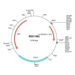 R&D Systems&trade;&nbsp;Mouse TWEAK R/TNFRSF12 (NP_038777) VersaClone cDNA
